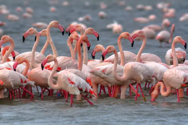 Un gruppo di fenicotteri rosa si muove nell'acqua, creando un'immagine suggestiva dell'oasi di Boscoforte.