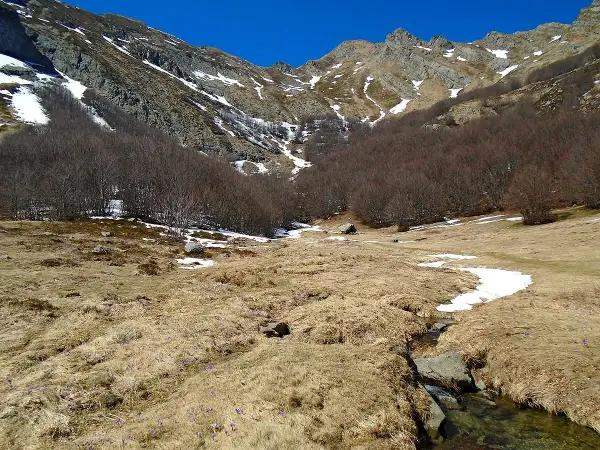 Primi fiorellini viola spuntano tra l'erba secca vicino alle sorgenti del Secchia, con montagne innevate sullo sfondo.