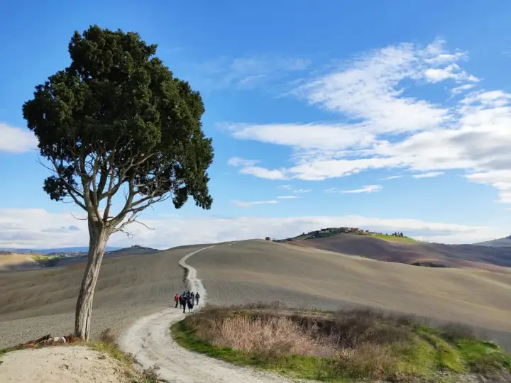 Un cipresso solitario domina un sentiero sterrato che serpeggia tra dolci colline toscane. Un gruppo di escursionisti percorre la via Lauretana, immerso in un paesaggio iconico.
